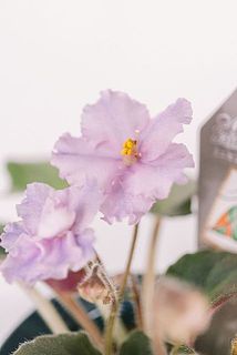 ラメをまぶしたよう✨