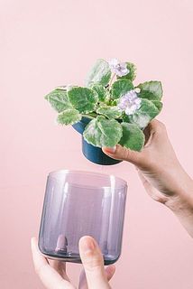 底面給水用なのでお水の管理がらくらくです🪴