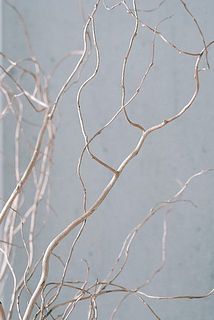 枝ぶりには個体差があります。