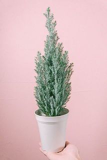 形やサイズには個体差がございます。