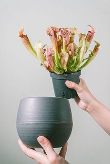 底面給水鉢なのでお世話がらくらく✨