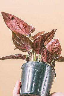 裏側の色が魅力的😍