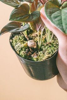 苔が生えていることも。