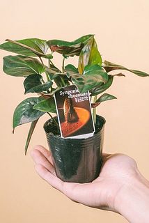 形、葉付きには個体差があります。