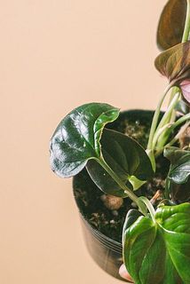 一部、葉に傷や欠けある場合がございます。