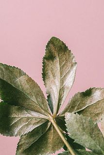 特性として、葉の裏側は茶色くなっています。