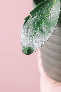 一部、葉に傷や欠けある場合がございます。