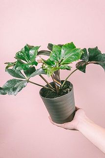 開花具合には個体差があります。