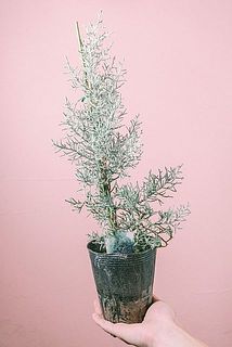 形やサイズには個体差がございます。