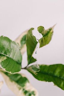 虫食いがある場合がございます。