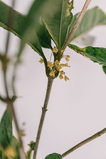 淡い黄色の花が咲いているかも✨