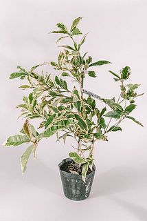 枝ぶりには個体差がございます