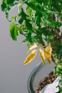 一部、葉が黄色く変色している場合がございます。