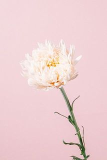 シルキーガール