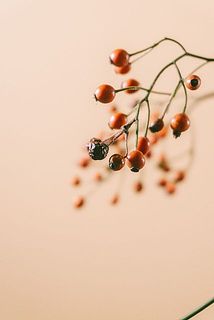 一部、実が茶色く変色している場合がございます。気になる方はカットしてください。