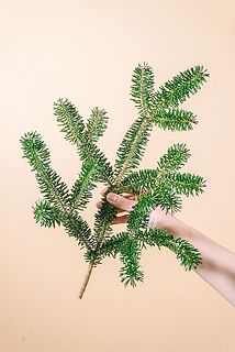 形や大きさには個体差がございます。