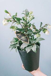 花付きには個体差がございます。