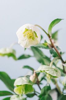 ベルのよう🔔✨