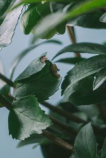 虫食いが一部ございます。