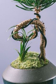 小さな黒龍草も😍