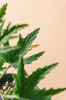 一部、葉に傷が付いていたり茶色く変色している場合がございます。