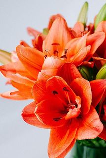 こっくりとしたオレンジ色🧡咲き方には個体差があります。