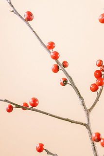 一部、茶色く変色している場合がございます。