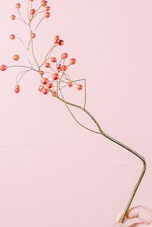 枝が曲がっている場合がございます。