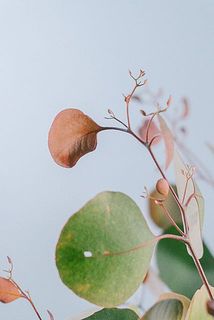 葉が赤い場合もございます。