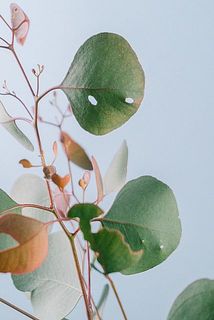 葉に傷があることがあります。気になる場合は取り除いてください。