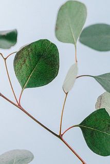 葉に斑点がある場合がございます。