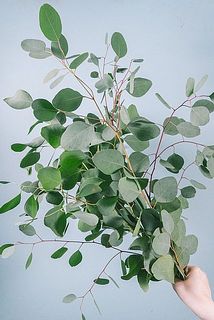 色味やボリュームには個体差がございます。