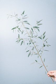 形、葉付きには個体差があります。