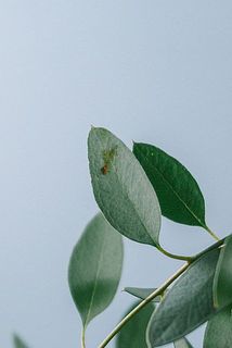 一部、葉に傷や欠けある場合がございます。