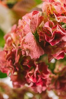 一部、葉や花びらが茶色く変色している場合がございます。