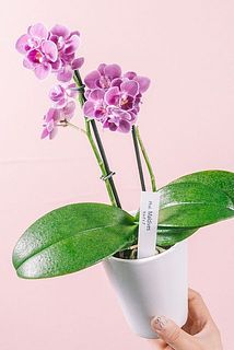 2本立の子も👀