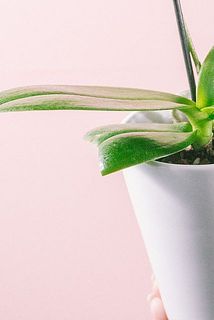 一部、葉に傷や欠けある場合がございます。