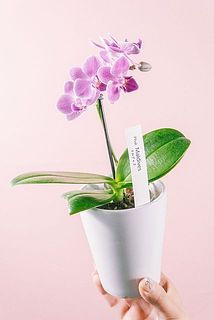 形、花付きには個体差があります。