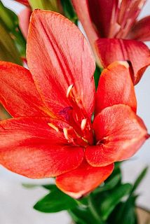 一部花びらに傷がある可能性も。