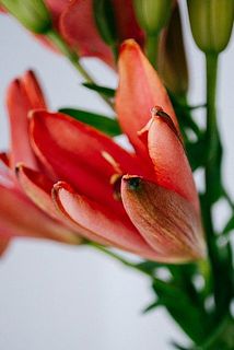 蕾の状態でお届けします。蕾の先端が黒っぽいのは元々なのでご安心ください。