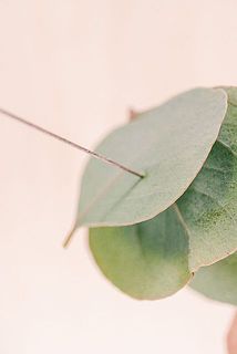 葉っぱをカットし、大小のユーカリの葉をワイヤーにさしていきます✂️