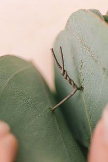 ワイヤーをカットします。