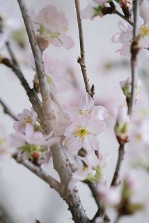 ほんのりと淡いピンク色がかわいらしい桜で一足先に春を感じてみて☺️
