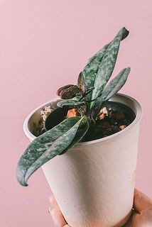 蕾の状態でお届けします。