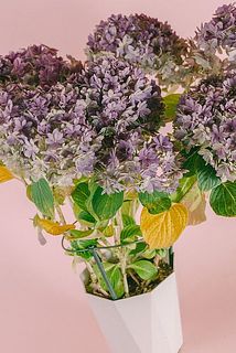 秋色のシックな紫陽花🍂