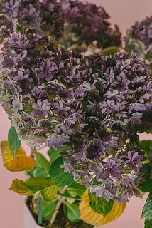 八重咲きで華やかです。