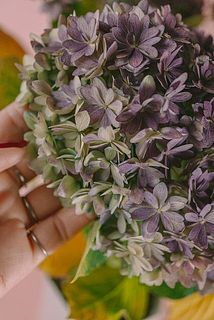 花色は咲きすすむにつれパープルに🍇