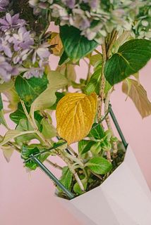 季節上、葉は黄色くなっています。