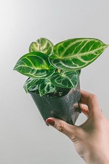 葉脈がキラキラ美しい✨✨