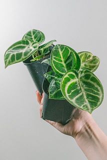 おまかせで1鉢をお届け。どんな子が届くかお楽しみに😉